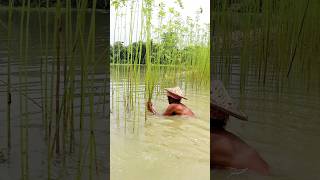 Jute Harvesting 2024 shorts [upl. by Enelia]