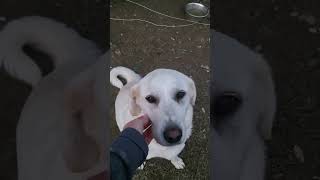 My great pyrenees liberty sunshine finally got the memo [upl. by Odelet]