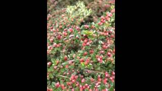 Honey Bees LOVE Cotoneaster [upl. by Rossen]