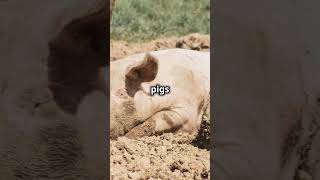 5 Fun Facts About Pigs [upl. by Arlie126]