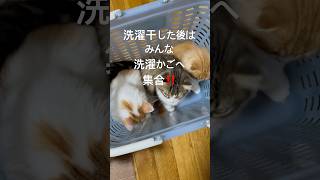 洗濯干した後はみんな洗濯かごへ集合‼️ ねこのいる生活 子猫 猫 スコティッシュフォールド cat catcute catbaby 兄弟 [upl. by Keifer595]