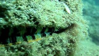 Spondylus calcifer costa rica 01wmv [upl. by Gnohp]