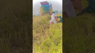 FRONT ￼￼￼￼￼￼￼￼😭😢🫢 viralchallenge MOUNTED HARVESTING MACHINE ON MAN shorts trending viralvideo [upl. by Madonia937]