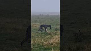 ferreting rabbiting hunting catchdog lurcher rabbitexpress [upl. by Stonwin]