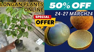 Longan fruits plants grafted  Nursery walla  best online fruit plant nursery [upl. by Dzoba219]