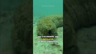 This Fish Hides Inside a Sea Cucumbers Rear End [upl. by Gonta]