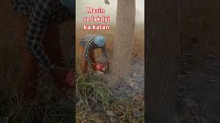 Masin se lakdyi ka katan saurt vairalvideo [upl. by Schiff]