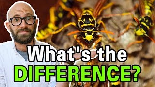 What is the Difference Between Bees Wasps and Hornets [upl. by Nnalyrehc859]