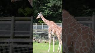 Giraffe at Banham Zoo giraffe banhamzoo animals wildlife zoo daysout shorts [upl. by Adran]