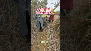 Sugar cane harvesting and defoliating machine automobile sugarcaneharvester farming [upl. by Anelhtac864]