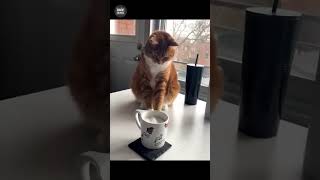 When Cats Forget How to Cat😂🐾 funny cats shorts fails catvideos viral trending funny comedy [upl. by Otti]