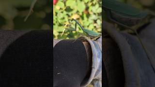 Praying mantis hitching a ride while trimming the rose bushes [upl. by Cresa71]