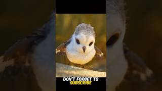 This little bird learn lifehack shorts [upl. by Acirtap]