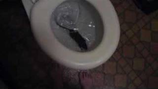 rat in toilet [upl. by Farl873]