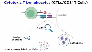 CD8 T Cells [upl. by Dorsy]