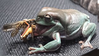 Green Tree Frog VS Grasshopper [upl. by Davidoff10]