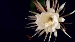 Night Blooming Cereus [upl. by Debi]