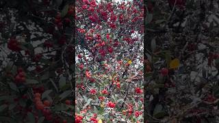 Pride of Texas  Yaupon Holly Plant  Red Berries [upl. by Nilpik]