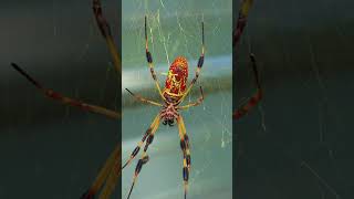 Banana Spider [upl. by Minsat444]