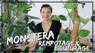 Comment rempoter et bouturer un monstera déliciosa [upl. by Enrika575]