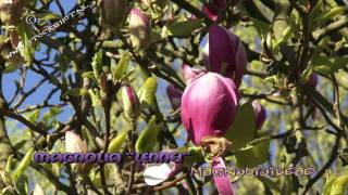 Magnolia Lennei flowering [upl. by Kevina]