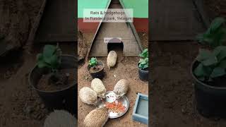 Rats and hedgehogs Fundera Park Yelagiri shorts cute trendingmusic [upl. by Ttesil]