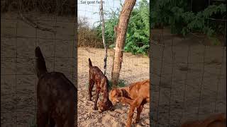 Deworming ful video 🔥🔥 animals goatfarm goats goatfarmar goat deworming goatfarming sirohi [upl. by Jabe]