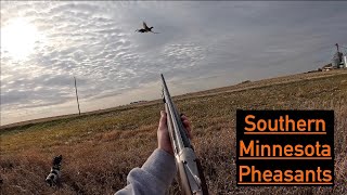 October Pheasant Hunting  Southern Minnesota [upl. by Bobbye]