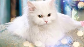 Trending cute cats funny video cats cat funny [upl. by Euqitsym839]