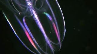 Facts The Comb Jelly Ctenophora [upl. by Kolb]