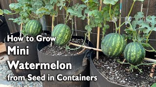 How to Grow Watermelon from Seed in Containers  Easy Planting Guide [upl. by Chura]