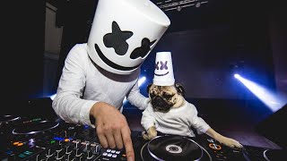 Doug The Pug x Marshmello  Music Video [upl. by Henriques904]