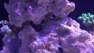 Copepod Outbreak Nuvo Fusion 20 Reef [upl. by Downall]