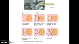 DNA recombinante DNAtechniek HAVO 5 [upl. by Accem]