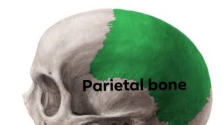 parietal bone part 3  anatomy mbbs bds [upl. by Wei]