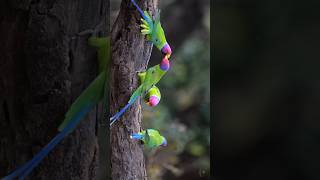 Plumheaded Parakeet reels reelsvideo trendingreels viral wildlifephotography [upl. by Oicnedurp196]