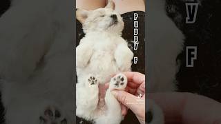 puppy F girl w just cut paw fur amp nails [upl. by Eciral]