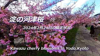 【京都の桜】淀の河津桜（2024年2月24日 京都市伏見区） Kawazu cherry blossoms in Yodo flowering status as of February 24th [upl. by Melisenda]