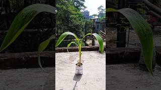 How to propagate Canna Lily plant🌱🌱 Gardening tips☘️ Youtube shorts 🌿Israts Garden 🌿🌿 [upl. by Nodle358]