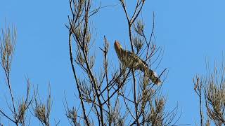 Call of the Spinycheeked Honeyeater [upl. by Aicnatsnoc]