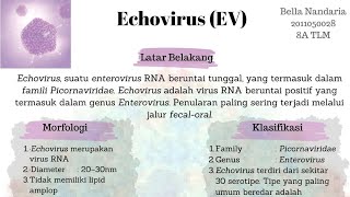 ADA VIRUS YANG MENYERANG BAYI BARU LAHIR 😱⁉️ YUK SIMAK PENJELASAN NYA ☝🏻✨ [upl. by Lothar]