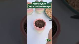 Repot Pachyphytum machucae baby finger  THE NEXT GARDENER [upl. by Oby]