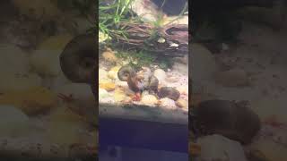 Snail party aquarium fishtank shrimptank fish fishkeeping snail aquascape plantedtank new [upl. by Kariv]