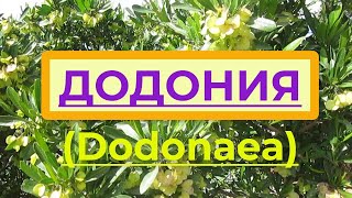 Флора Израиля Додонея Dodonaea вечнозеленый кустарник для живых изгородей и как комнатное растен [upl. by Towbin]