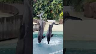 🐬😍SeaWorld Orlando 😍orcadolphinshow 🐀animalsdolphinshortsfeed seaworld10million shortviral [upl. by Ettezzus]