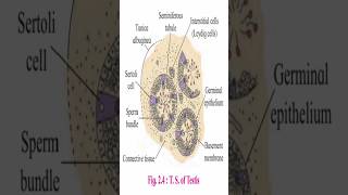 TS of testis and ovaryBiology amp Zoology12thbiologybiologyscience neet cbse zoology animals [upl. by Inessa]