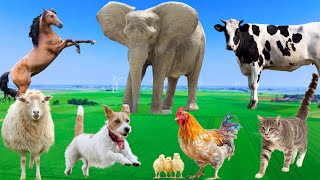 Beautiful Animal Moments  Dog Cat Chicken Elephant Cow Sheep  Animal Sounds [upl. by Dorrahs]