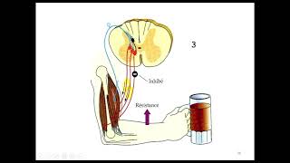 UE5 Physiologie  Contrôle Spinal et Supra Spinal des Reflexes Medullaires Par Wassim Partie 1 [upl. by Tessil623]