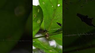 A rare spider with captured prey and numerous newborn baby spiders on its web spider spiderweb [upl. by Sedda180]