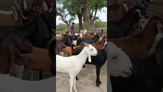 Goats farm Pakistan fypシ゚viral [upl. by Luap]